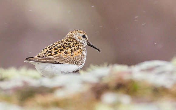 Dunlin in the Rain