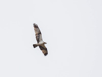 Osprey (Pandion haliaetus)