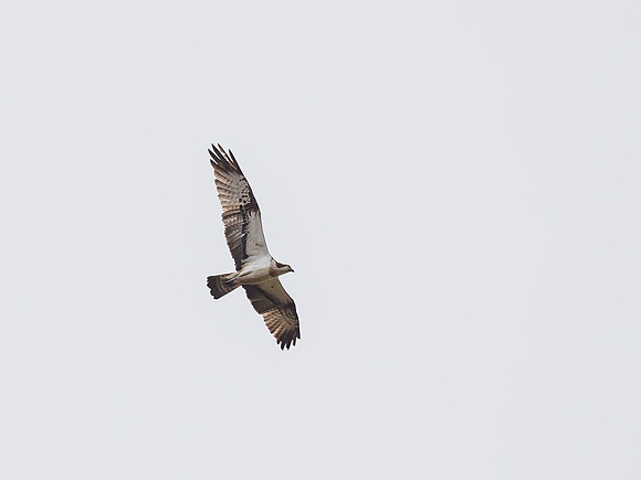 Osprey (Pandion haliaetus)