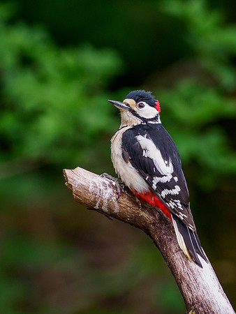Great Spotted Woodpecker