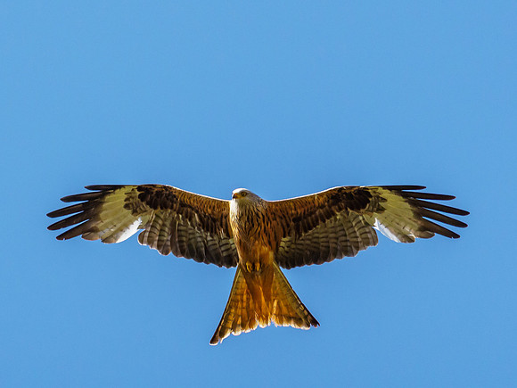 Red Kite (Milvus milvus)