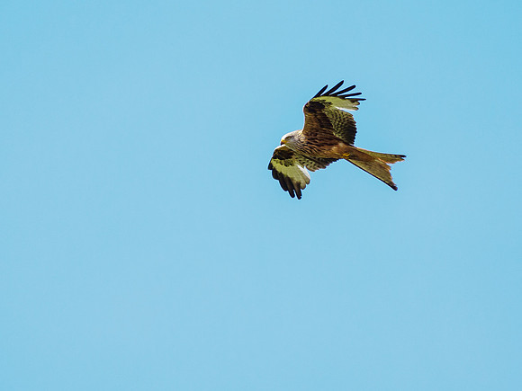 Red Kite (Milvus milvus)