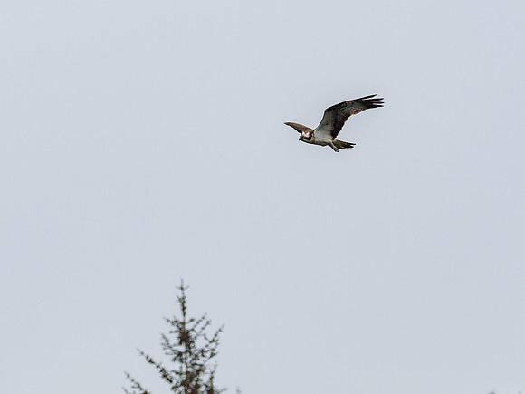 Osprey (Pandion haliaetus)