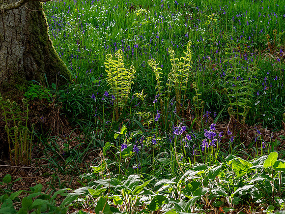 Backlit Bluebells
