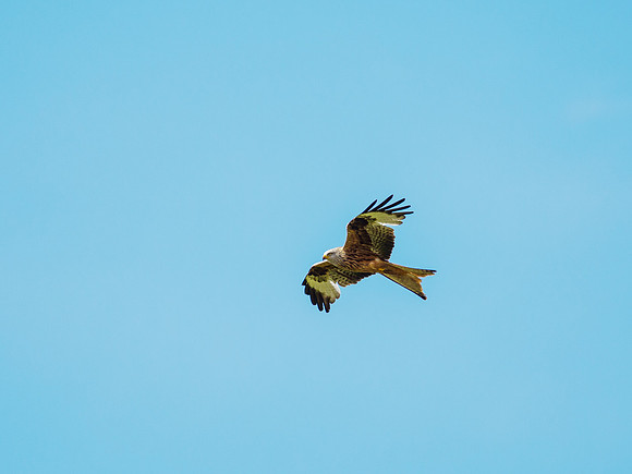 Red Kite (Milvus milvus)