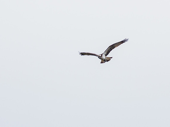 Osprey (Pandion haliaetus)