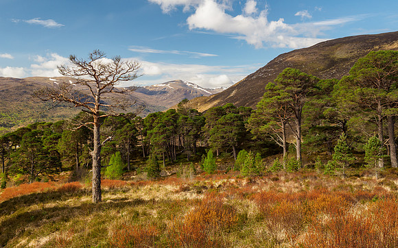 Spring in Glen Cannich