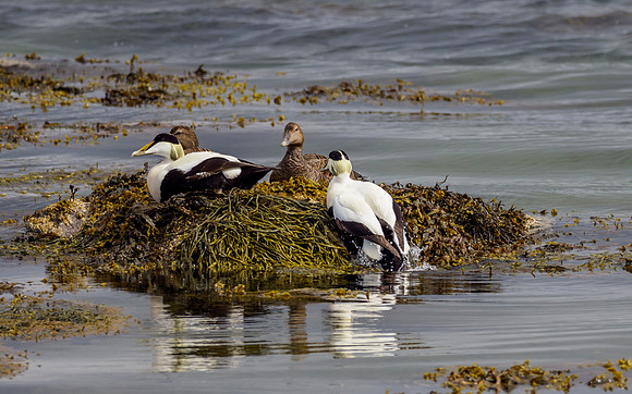 Eider Duck (Somateria mollissima)