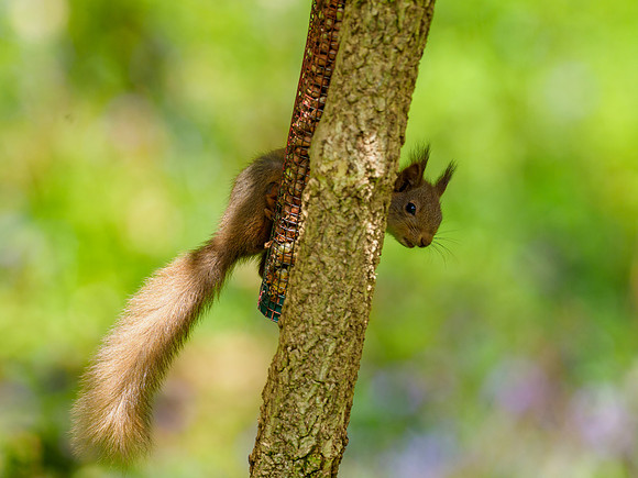 Red Squirrel (Sciurus vulgaris)