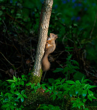 Red Squirrel (Sciurus vulgaris)
