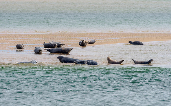 Harbour Seals (Phoca vitulina)