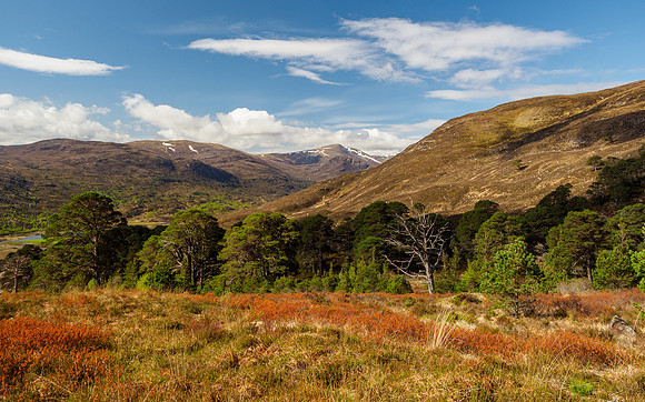 Spring in Glen Cannich