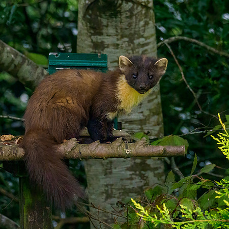 Pine Marten in Daylight