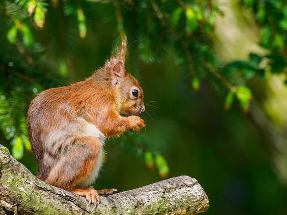 Red Squirrel (Sciurus vulgaris)