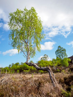 Bendy Birch