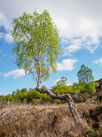 Bendy Birch