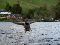 20110513-Loch Ness-Q5130742