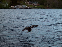 20110513-Loch Ness-Q5130739