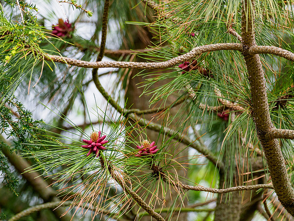Red Pine (Pinus resinosa)