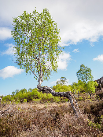 Bendy Birch