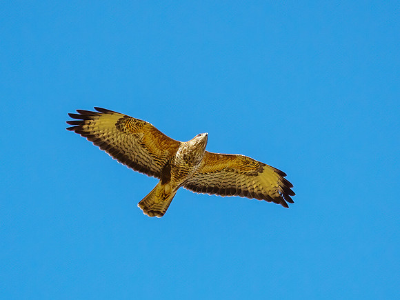 Buzzard (Buteo buteo)