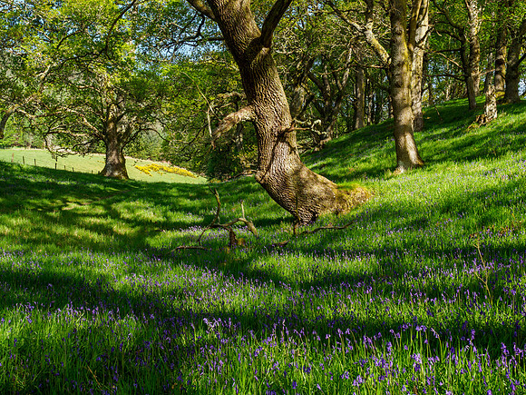 Bluebell Wood