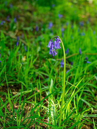 Bluebell Wood