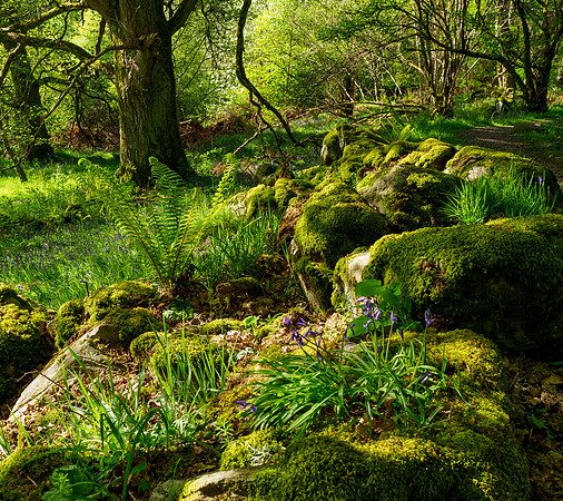 Bluebell Wood