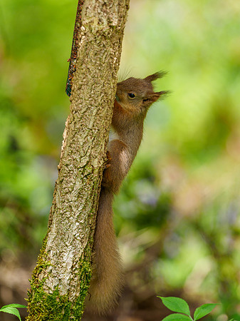 Red Squirrel (Sciurus vulgaris)
