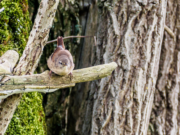 Cheeky Wren