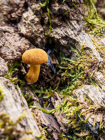 Woodland Fungi 3