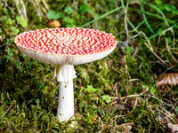 Fly Agaric