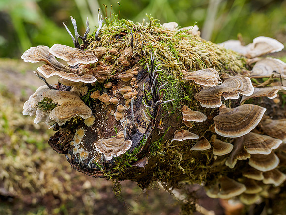 Urquhart Bay Wood - Fungi 7