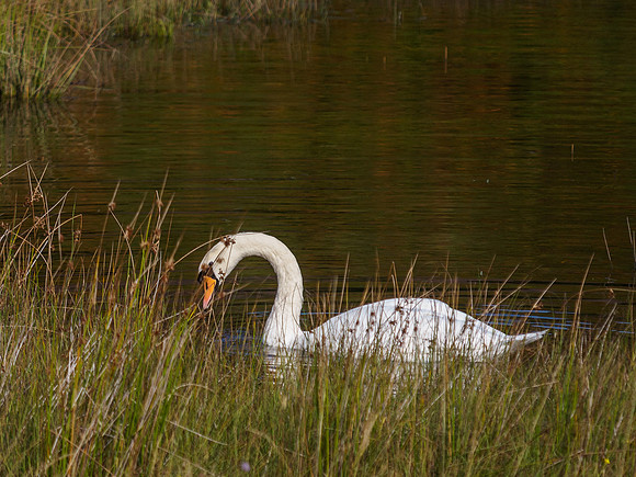 Mute Swan