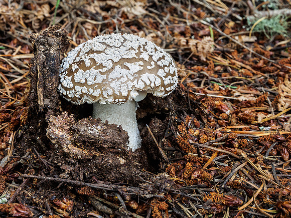 Craigmonie Wood Fungi 4