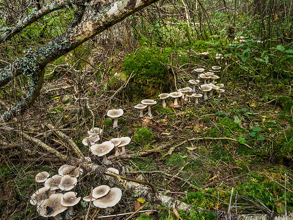 Woodland Fungi 8