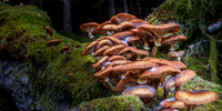 Great Glen Fungi 2