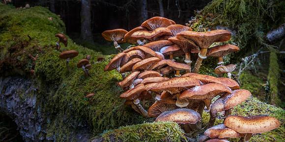 Great Glen Fungi 2