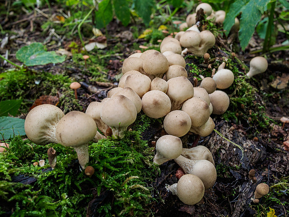 Woodland Fungi 1
