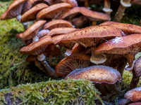 Great Glen Fungi 1