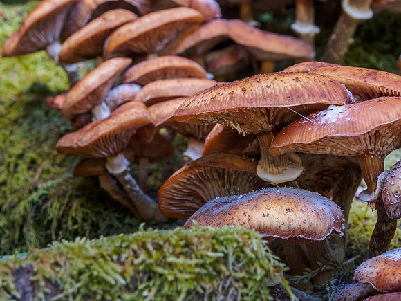 Great Glen Fungi 1