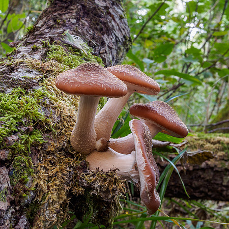 Woodland Fungi 7