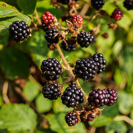 Brambles Ripening