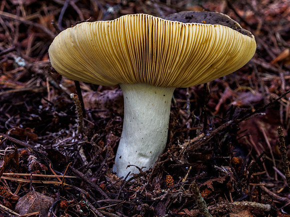 Craigmonie Wood Fungi 2