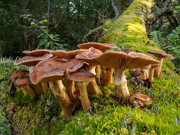 Woodland Fungi 4