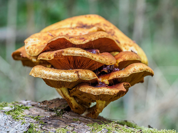Urquhart Bay Wood - Fungi 5
