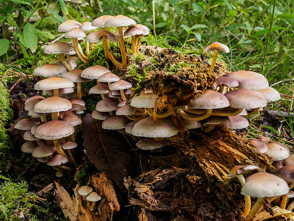 Woodland Fungi 2