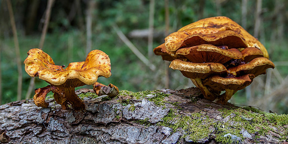 Urquhart Bay Wood - Fungi 4