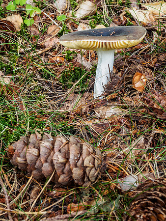 Craigmonie Wood Fungi 3