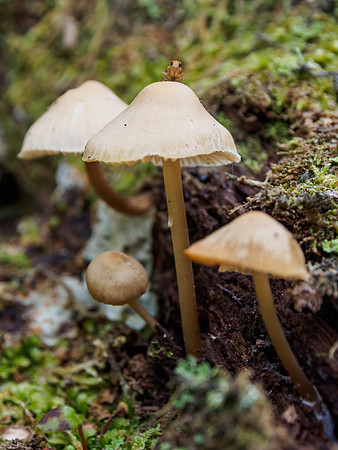 Woodland Fungi 9